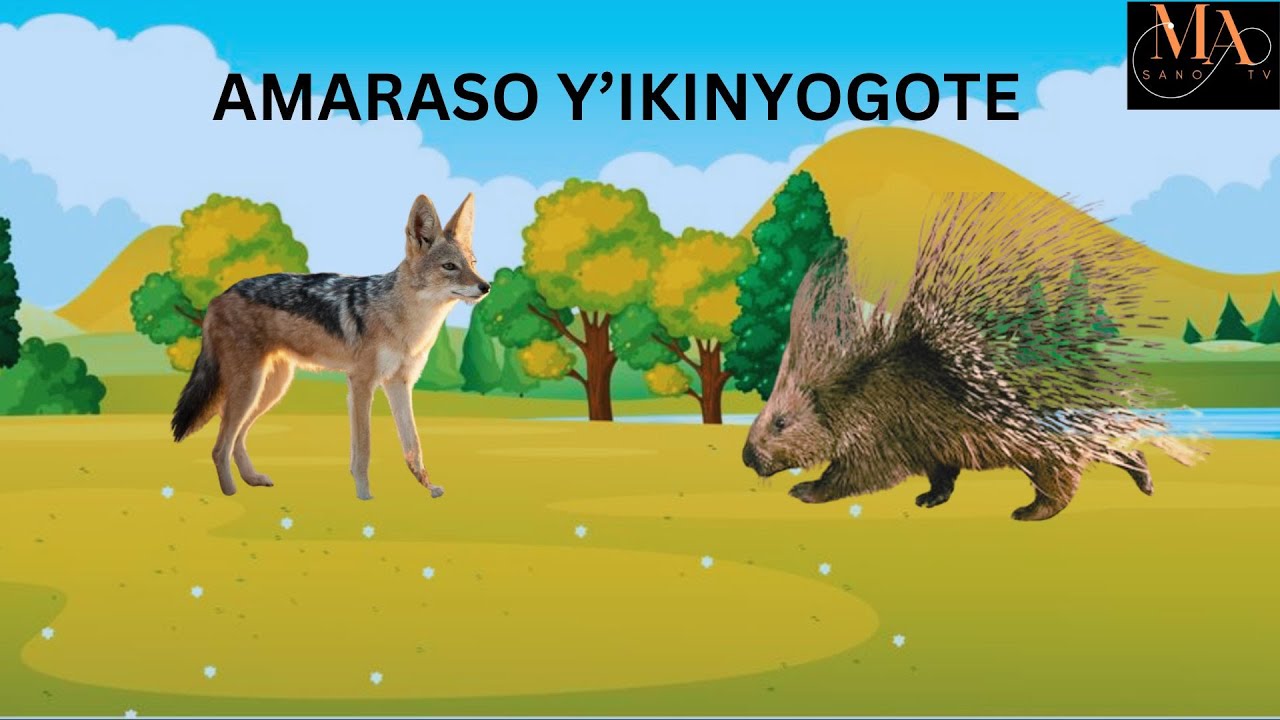 Ikinyogote ni imwe mu nyamaswa y’indyabyose igira uburambe hagati y’imyaka itanu n’itandatu, ikagira ibiro 13, mu bijyanye no kororoka ihaka iminsi 79.